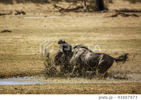 Blue wildebeest in Kgalagadi transfrontier park, South Africa 93887973