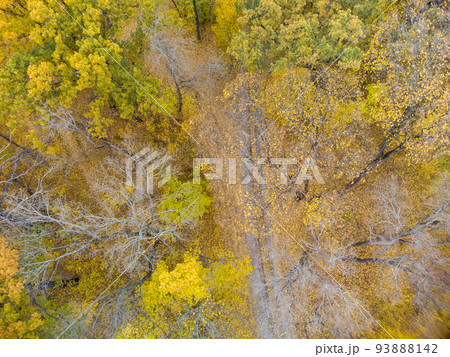 Aerial railway line in vivid yellow autumn forest Aerial railway line in vivid yellow autumn forest 93888142