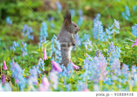 北海道観光　春　エゾリスと花畑（浦臼神社） 93888438
