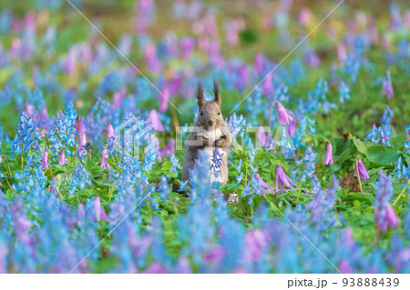 北海道観光　春　エゾリスと花畑（浦臼神社） 93888439