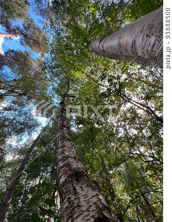Upward angle shot on the bark of silver or European white birch, Betula pendula against a blue sky Upward angle shot on the bark of silver or European white birch, Betula pendula against a blue sky 93888500