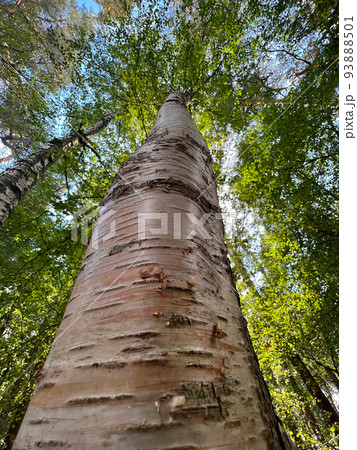 Upward angle shot on the bark of silver or European white birch, Betula pendula against a blue sky Upward angle shot on the bark of silver or European white birch, Betula pendula against a blue sky 93888501
