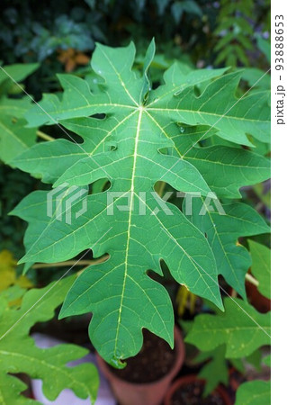 パパイア　パパイヤ　葉　葉っぱ　 93888653
