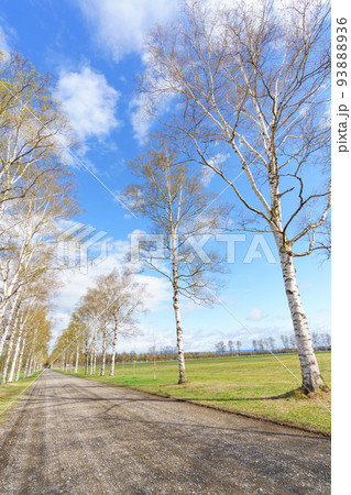 十勝牧場　新緑の白樺並木（北海道・道東観光） 93888936