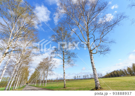 十勝牧場　新緑の白樺並木（北海道・道東観光） 93888937