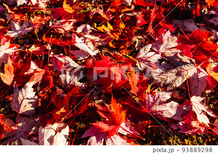 Autumn Leaves in Warburton Australia 93889298