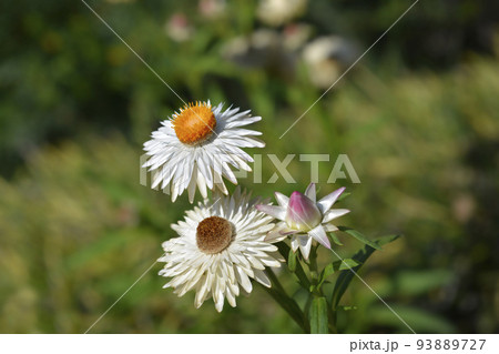 Straw flower 93889727