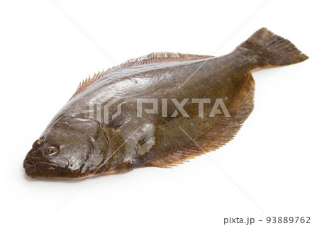 ヒラメ 93889762