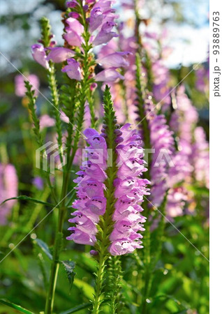 ハナトラノオ(花虎の尾) ハナトラノオ(花虎の尾) 93889763