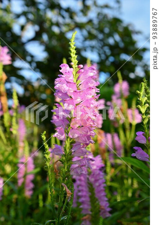 ハナトラノオ(花虎の尾) ハナトラノオ(花虎の尾) 93889767