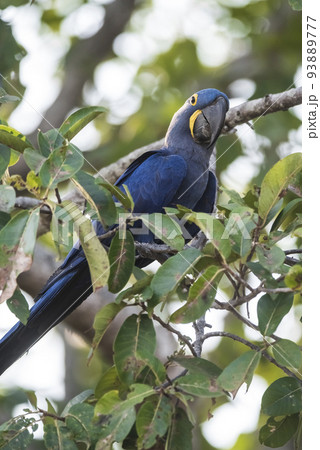 Hyacinth Macaw,Pantanal Forest, Brazil 93889777