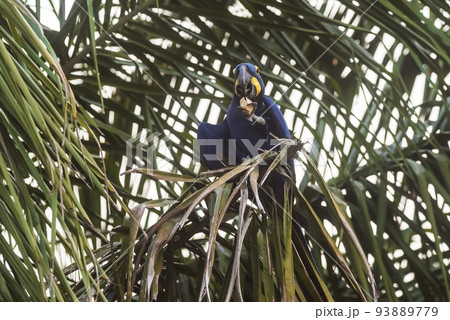 Hyacinth Macaw,Pantanal Forest, Brazil Hyacinth Macaw,Pantanal Forest, Brazil 93889779