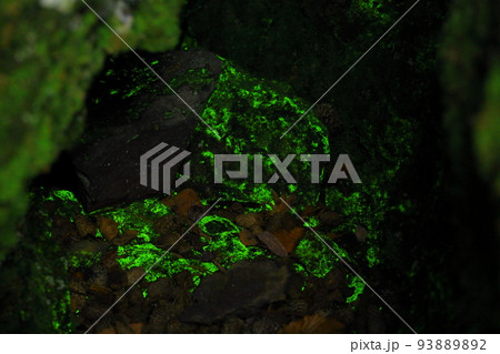 群馬県嬬恋村 鬼押出し園　ヒカリゴケ 93889892