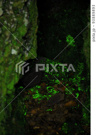 群馬県嬬恋村 鬼押出し園　ヒカリゴケ 93889893