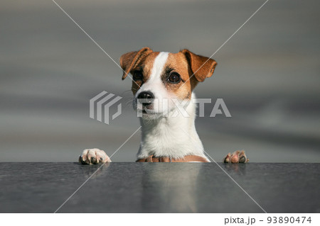 Closeup portrait of cute puppy of Jack Russell Terrier dog isolated over gray natural background. Concept of love, care, animal life, vet, health, ad. Closeup portrait of cute puppy of Jack Russell Terrier dog isolated over gray natural background. Concept of love, care, animal life, vet, health, ad. 93890474