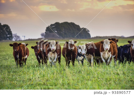 Steers fed on natural grass, Buenos Aires Province, Argentina Steers fed on natural grass, Buenos Aires Province, Argentina 93890577