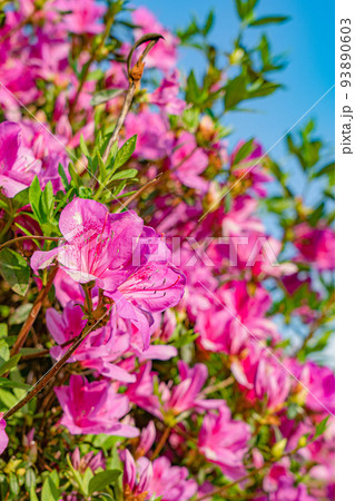 濃いピンク色のつつじの花畑 濃いピンク色のつつじの花畑 93890603