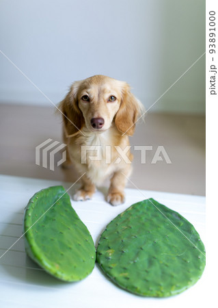 うちわさぼてんとカニンヘンダックス うちわさぼてんとカニンヘンダックス 93891000