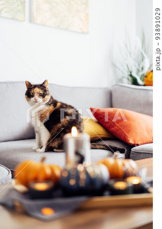 Sitting cat on the couch with blurred autumn, fall composition for hygge home decor. Pumpkins, burning candles on tray on coffee table in the living room. Home cozy mood. Vertical. Selective focus. Sitting cat on the couch with blurred autumn, fall composition for hygge home decor. Pumpkins, burning candles on tray on coffee table in the living room. Home cozy mood. Vertical. Selective focus. 93891029