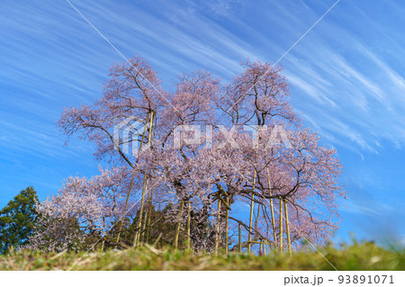 戸津辺の桜 福島の春(3月)桜の名所 戸津辺の桜 福島の春(3月)桜の名所 93891071