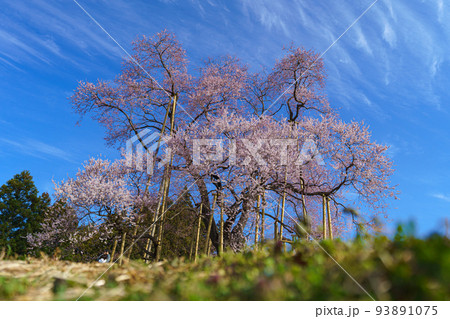 戸津辺の桜 福島の春(3月)桜の名所 戸津辺の桜 福島の春(3月)桜の名所 93891075