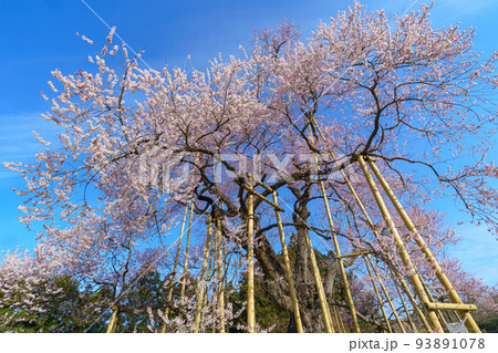 戸津辺の桜 福島の春(3月)桜の名所 戸津辺の桜 福島の春(3月)桜の名所 93891078