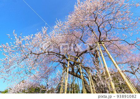 戸津辺の桜 福島の春(3月)桜の名所 戸津辺の桜 福島の春(3月)桜の名所 93891082