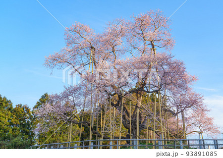戸津辺の桜 福島の春(3月)桜の名所 戸津辺の桜 福島の春(3月)桜の名所 93891085