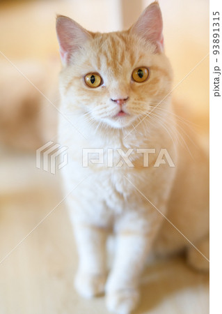 portrait of cute cat laying on the floor. selective focus point 93891315