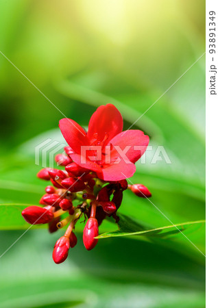 Close-up of red flower with green foliage, greenery leaf background with copy space using as background natural green leaf plants landscape, ecology, fresh  wallpaper concept 93891349