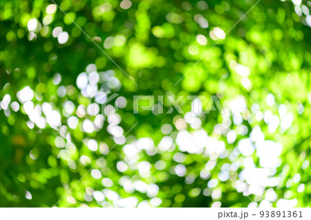 abstract stunning green leaf texture, tropical leaf foliage nature green background 93891361