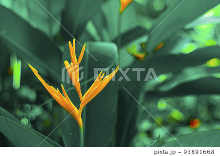 Lobster-claws or Heliconia flowe. orange flower with tropical green leaves on background Lobster-claws or Heliconia flowe. orange flower with tropical green leaves on background 93891668