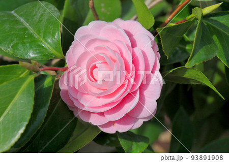 世界遺産 本離宮二条城 つばき 世界遺産 本離宮二条城 つばき 93891908