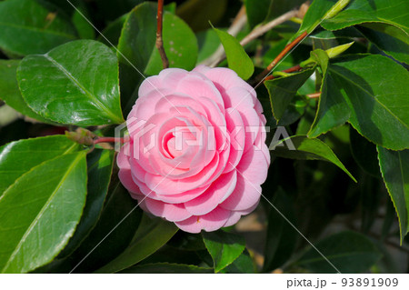 世界遺産　本離宮二条城　つばき 93891909