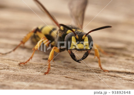 Closeup on a yellow black crabronid wasp, Cerceris arenaria sitting on wood Closeup on a yellow black crabronid wasp, Cerceris arenaria sitting on wood 93892648