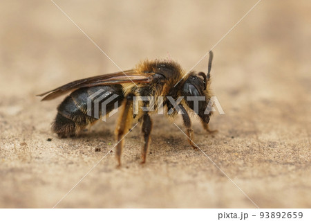 Closeup on a female of the rare groove faced mining bee, Andrena angustior on wood 93892659