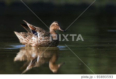 Mallard duck in the lake Mallard duck in the lake 93893593