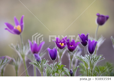 Close up view of purple Pasque flowers Close up view of purple Pasque flowers 93893594