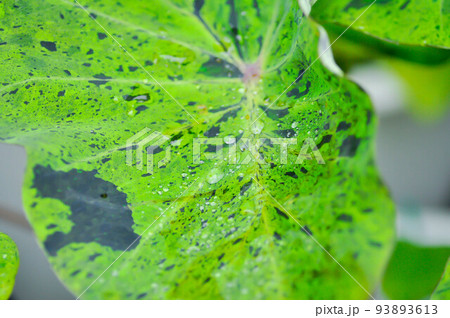 Colocasia Mojito , mohito or Colocasia esculenta Mojito or elephant ears plant or bicolor colocasia or black and green leaf or Colocasia and rain drop 93893613