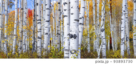 Aspen forest in autumn time in Utah 93893730