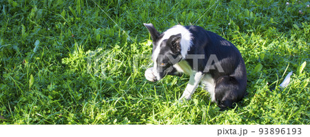 A cute little black and white dog covers his nose with his leg as if to ward off an offending smell. A cute little black and white dog covers his nose with his leg as if to ward off an offending smell. 93896193