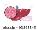 detailed explanation anatomical liver structure human body internal organ anatomy medicine healthcare concept 93896345