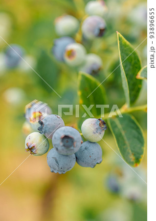Fresh organic blueberrieson the bush against nature green background. Gardening concept. 93896655