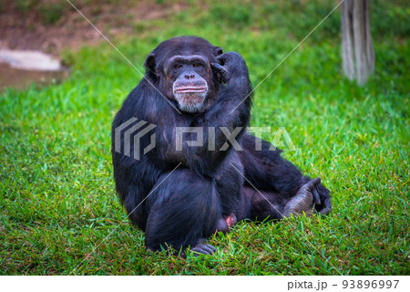 Portrait of western chimpanzee 93896997
