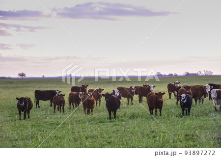 Steers fed on natural grass, Buenos Aires Province, Argentina 93897272