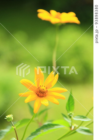 黄色い花、ヒメヒマワリ 黄色い花、ヒメヒマワリ 93898380