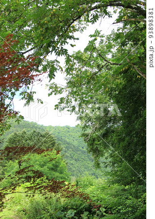 大きなクルミの木の枝越しに見る自然風景 大きなクルミの木の枝越しに見る自然風景 93898381