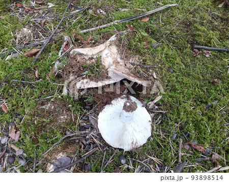 シロハツ 93898514