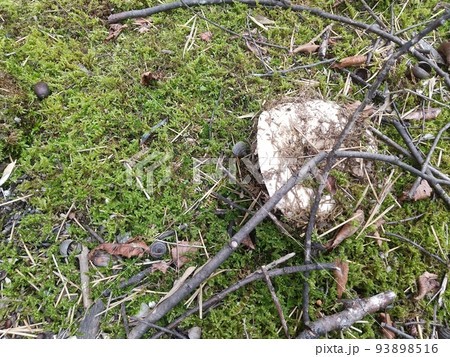 シロハツ 93898516