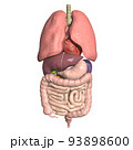 人体　解剖図　内臓　肺　心臓　胃　肝臓　膵臓　腎臓　脾臓　胆嚢　小腸　大腸(3DCGイメージ) 93898600